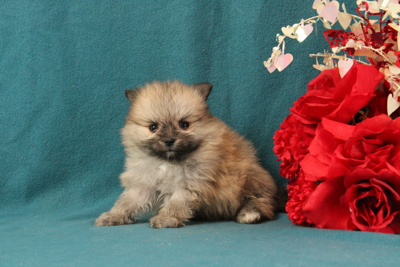 puppy, for, sale, Pomeranian, Matthew B. Stoltzfus, dog, breeder, Gap, PA, dog-breeder, puppy-for-sale, forsale, nearby, find, puppyfind, locator, puppylocator, aca